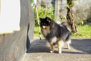 el pomerania esperaba a su dueño en el piso de yeso frente a su casa. foto