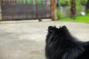 The Pomeranian waited for his owner on the plaster floor in front of his house. photo