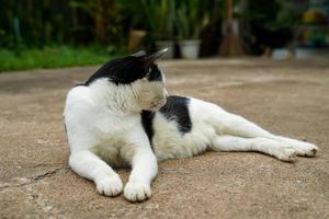 Black and white cat out on wet ground. photo