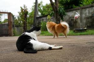 Black and white cat out on wet ground. photo