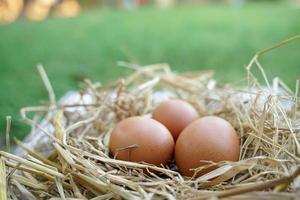 Fresh chicken eggs on dry straw and wooden table in rural village farm in Thailand. photo