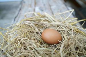 Fresh chicken eggs on dry straw and wooden table in rural village farm in Thailand. photo
