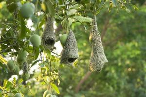 nido de pájaro pinzón en el árbol de mango foto