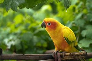 pájaro amarillo posado en madera con fondo verde de la naturaleza. concepto de lindo pájaro mascota foto