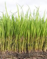 close-up rice seedlings, rice seed, peasant, farmer photo