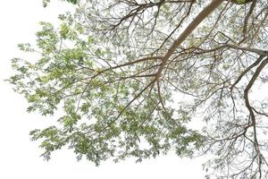 looking up at the branches in the sky, natural branch background photo