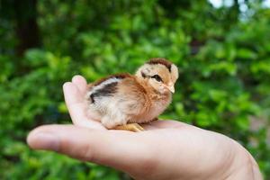 Yellow newborn cute little chick in hands man farmer natural green background. Animal friendly. Care about little animals. nature saving photo