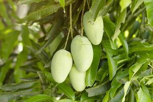 fruta fresca de mango en el árbol, tiene un sabor agrio y dulce. mango colgando de un árbol foto