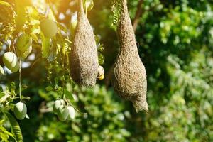 pájaro tejedor o pájaros anidan en árboles de mango en medio de la naturaleza. foto