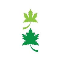 Maple leaf vector illustration