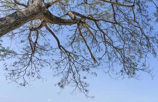 mirando las ramas en el cielo, fondo de rama natural foto
