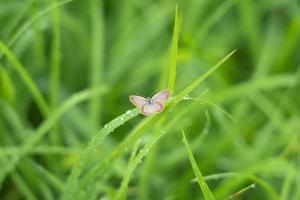 small brown butterfly perched on leaf or blade of grass. The butterfly is searching for food in the morning. photo