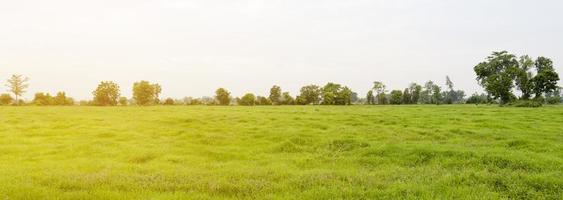 Beautiful green natural scenery background with morning sun and bright sky. concept of nature tranquility photo