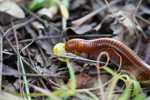 milpiés camina por comida en el suelo en el bosque. foto