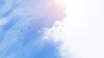 enjambre de pájaros en el hermoso cielo con nubes. hermosas aves volando en el cielo foto