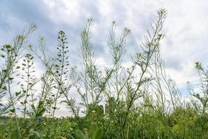 A closeup of beautiful plants and flowers in a rural area against a cloudy sky photo