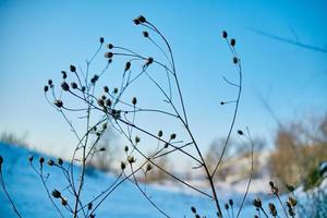 plantas secas en la nieve, jardín a principios de la primavera contra el sol foto