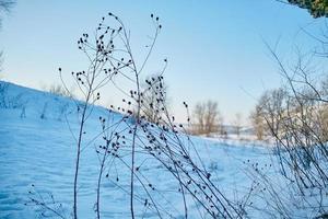 branches of a tree without leaves in early spring against a bright blue sky and the wagtail on branch. photo