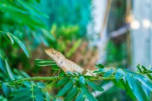 Chameleon on the tree photo