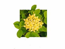 isolated yellow spike flowers on a white background. The concept of nature photo