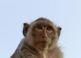 Portrait monkey close up photo