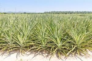 Pineapple plantation close up photo
