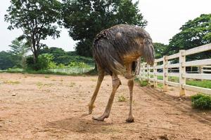 ostrich in farm photo