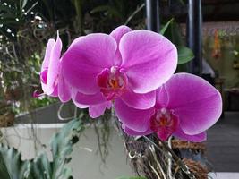 Selective focus of beautiful moon orchid flower on blurred background. The Latin name is paraphalaenopsis. photo