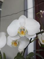 enfoque selectivo de la hermosa flor de orquídea lunar en el fondo borroso. el nombre latino es paraphalaenopsis. foto