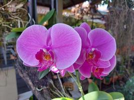 enfoque selectivo de la hermosa flor de orquídea lunar en el fondo borroso. el nombre latino es paraphalaenopsis. foto