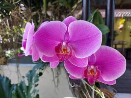 enfoque selectivo de la hermosa flor de orquídea lunar en el fondo borroso. el nombre latino es paraphalaenopsis. foto