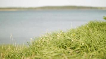 Grass and Lake Background video