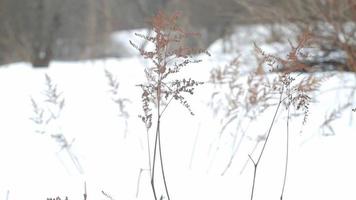 sneeuw in een winter dag video