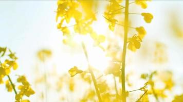 Meadow covered with yellow flowers video