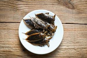 Giant water bug on white plate, water bug Lethocerus indicus - Belostomatidae photo