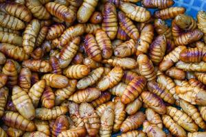 pupa on background top view, fry silk worms - fried pupa for food beetle worm photo