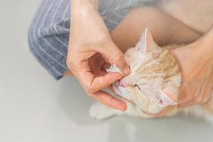 Close up Cat eyes being cleaned by a woman after Bathe cat and cotton swabs And use a damp cloth to gently wipe  Red American shorthair cat heath care photo