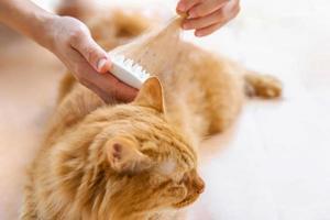 Ginger cat lying on the floor and enjoying while being brushed and combed remove old cat fur in cleaning photo