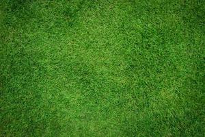 Green grass natural background and texture for copy space photo