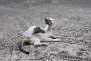 el gato se sienta levantando las piernas rascándose las orejas alegremente en el piso de cemento antiguo. foto