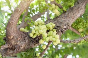 Star gooseberry or Phyllanthus acidus on tree in the garden on blur nature background. photo