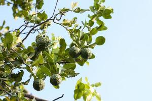 Fresh Bergamot on the tree with sunlight is a vegetable and herb of Thailand used as an ingredient in cooking and herbal medicine. photo