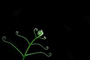 verde fresco de tallos de brotes de helecho jóvenes sobre fondo negro, concepto de naturaleza frescura primaveral, germinación y nueva vida de la planta en clima tropical, línea y curva de flora, belleza en la naturaleza foto