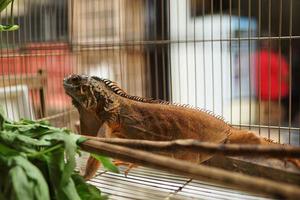 exotic animal market, big orange lizard, iguana sunbathing in cage photo