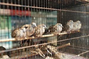 mercado de animales, los pollitos de codorniz marrón están saliendo del cascarón. jaula con cientos de pollitos foto