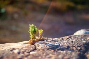 Vibrant close up photo of a small strong sprout breaking through and growing on a stone