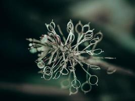 Fotografía macro abstracta de una pequeña y extraña cabeza de semilla de plantas secas con enfoque selectivo foto