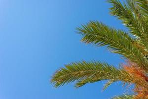 Green palm leaves against clear sky with copy space photo