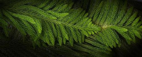 Close up Pine leaf , Christmas  background concept photo