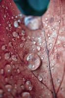 raindrops on the red maple leaf in rainy days in autumn season, red background photo